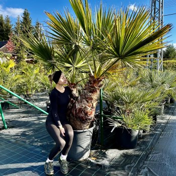 Washingtonia Filifera (Palma vláknitá) - kont. C110L, celková výška 200 cm, výška kmeňa 50-60 cm/80-90 cm (-4°C) - DVOJIČKY
